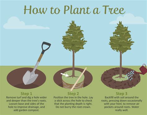 The advantages to planting your trees in the fall are many. how-to-plant-a-tree - Doylestown Township