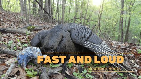 Two Vocal Gobblers Right Off The Roost Early Season Alabama Gobbler