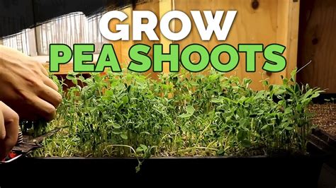 How To Grow Delicious Pea Shoots And Sprouts From Start To Finish