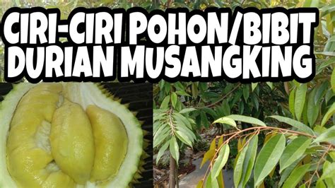 We would like to show you a description here but the site won't allow us. CIRI-CIRI DURIAN MUSANGKING - YouTube