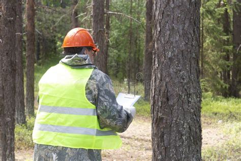 A Forest Engineer Conducts A Survey Of The Forest For Logging Stock