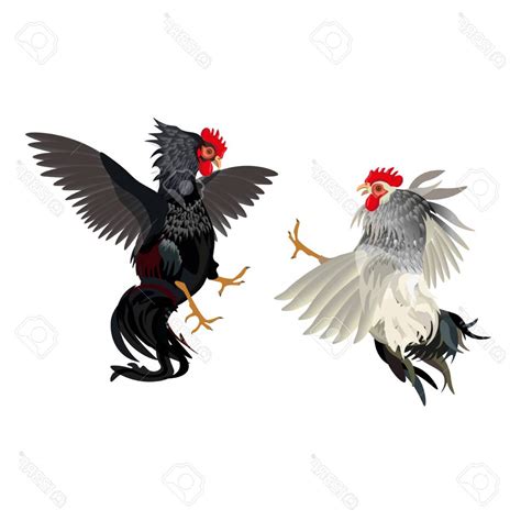 fighting rooster vector at collection of fighting rooster vector free for