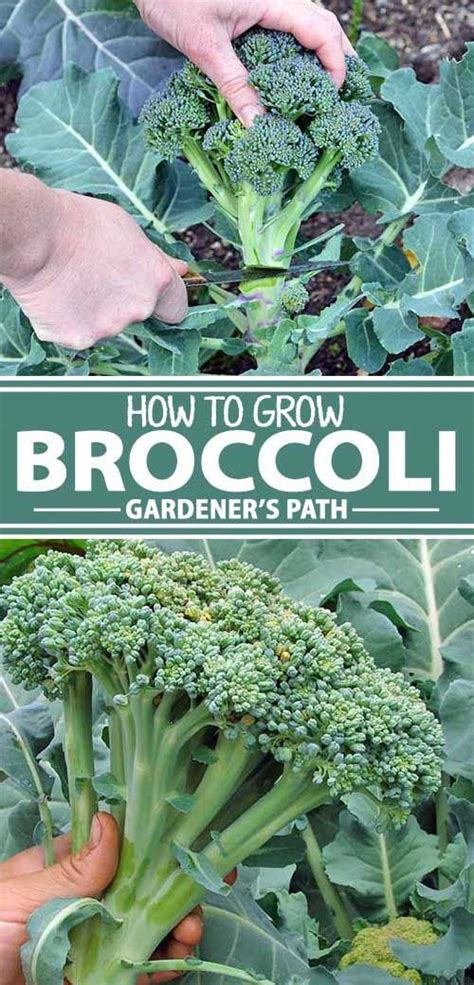 Would You Like To Grow Broccoli But Arent Sure How Read