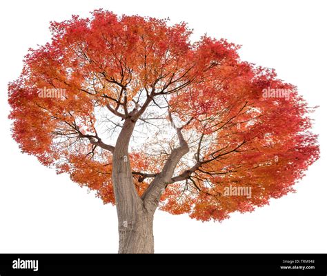 Beautiful Maple Tree Red Leaves In Autumn Isolated On White Background