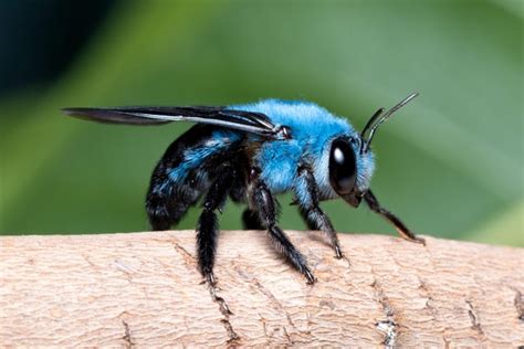 Blue Carpenter Bees Native To Southern Asia Make Honey Like European