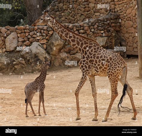 Adis Un Varón De Dos Semanas De Sudáfrica Ternero Jirafa Giraffa
