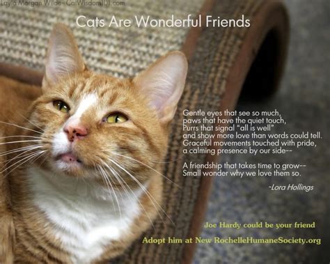 The Poetry Of Shelter Cats Cat Rescue Pinterest Cats Shelter And