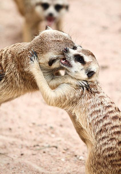 120 Meerkat Fight Stock Photos Pictures And Royalty Free Images Istock
