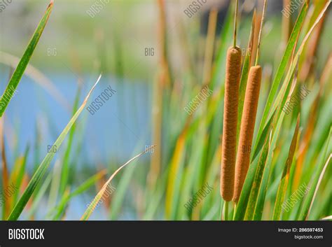 Cattails On Edge Pond Image And Photo Free Trial Bigstock