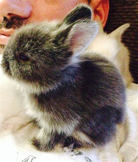 Wild rabbits don't make good pets. 2 weeks old baby lionhead bunny rabbit | Lionhead bunny ...