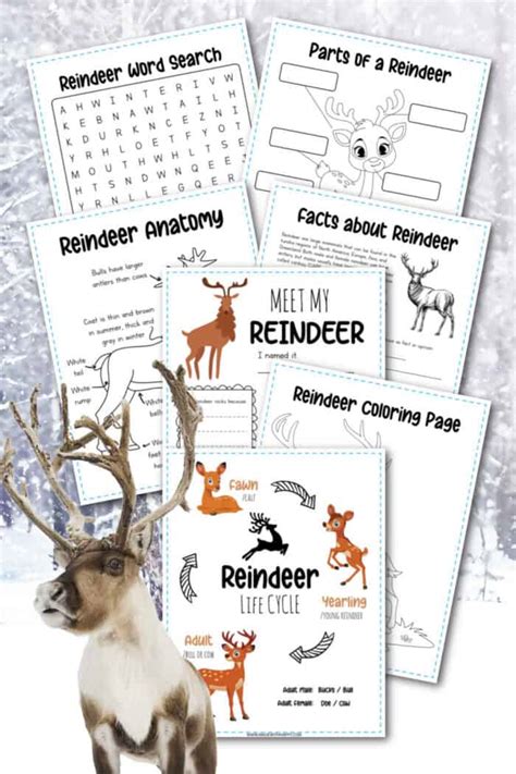 50 Fascinating Facts About Reindeer 2023 Edition Atonce