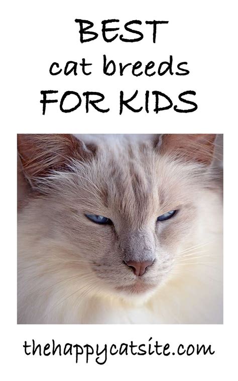 Best Cats For Kids Choosing The Best Cat Breeds For Children