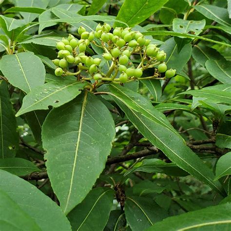 Wild Raisin Viburnum Nudum Var Cassinoides Fruit Western Carolina