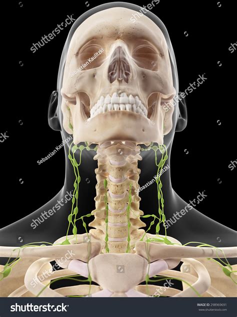 Medically Accurate Illustration Cervical Lymph Nodes Stock Illustration