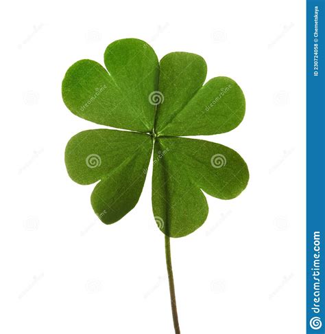 Green Four Leaf Clover Isolated On White Stock Photo Image Of Patrick