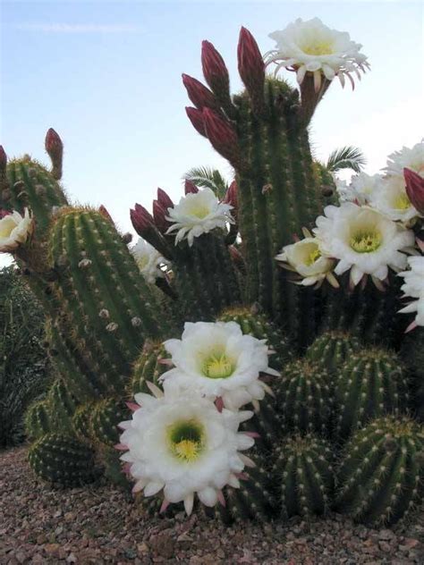 Grab succulents in a vase , cacti in terrariums , succulents in ceramic pots and many more! Cactus Plants and Flowers | Cacti, Giant flowers and Large ...