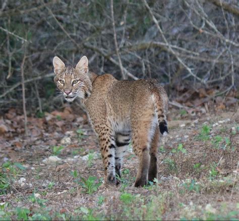 Bobcat hollow is a valley in alabama and has an elevation of 211 metres. Mammals | Outdoor Alabama