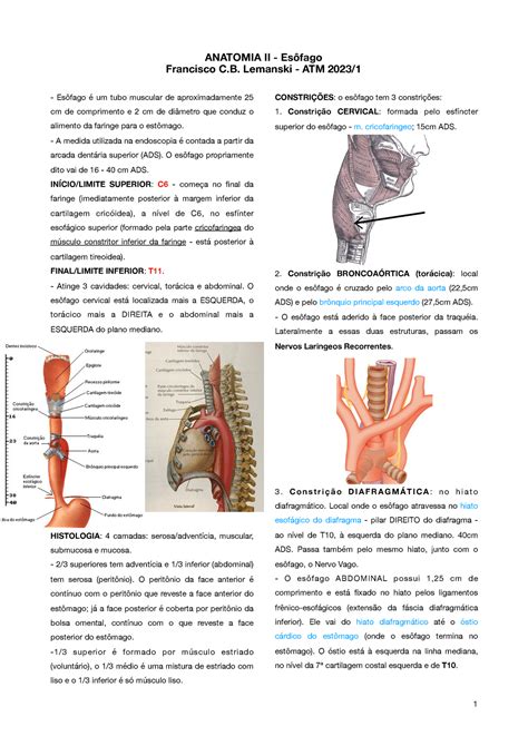 Anatomia Esôfago Anatomia Ii Esôfago Francisco C Lemanski Atm