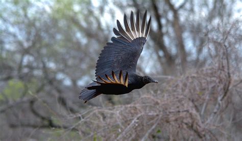 Black Vulture In Flight Photograph By Roy Williams Fine Art America