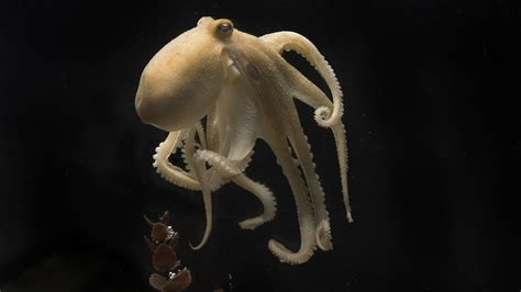 Octopuses Torture And Eat Themselves After Mating Science Finally