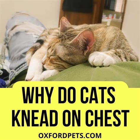 Why Do Cats Knead On Your Chest 7 Valid Reasons Oxford Pets