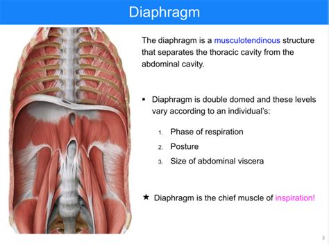 Diaphragm And Posterior Abdominal Wall Anatomy Flashcards Memorang