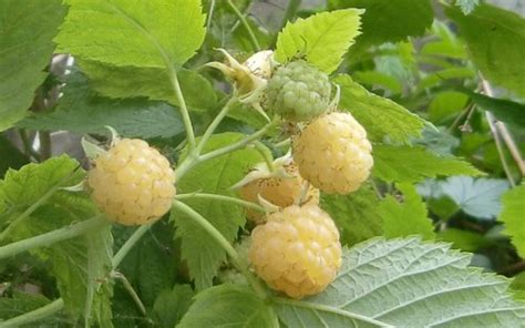 The berries will grow at the top of the cane for the first harvest, and at the bottom of the cane for the second. Growing Raspberries | www.coolgarden.me