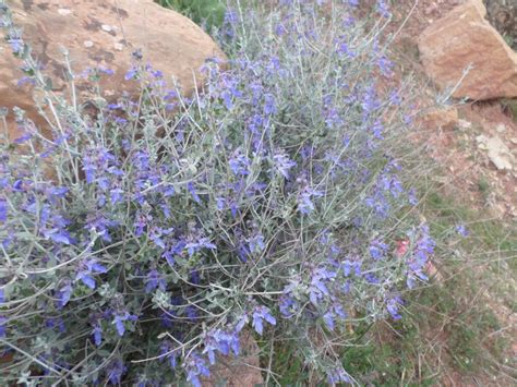 After you buy, we will ship our plants when they are root ready. Teucrium fruticans