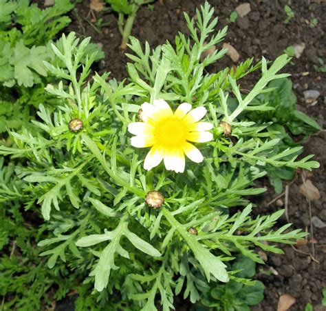 Raw Edible Plants Edible Chrysanthemum Chrysanthemum Coronarium