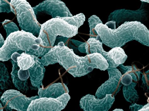 Campylobacter Bacteria — Science Learning Hub