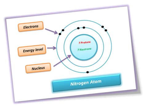A Nitrogen Atom Contains Seven Protons Seven Neutrons And Quizlet