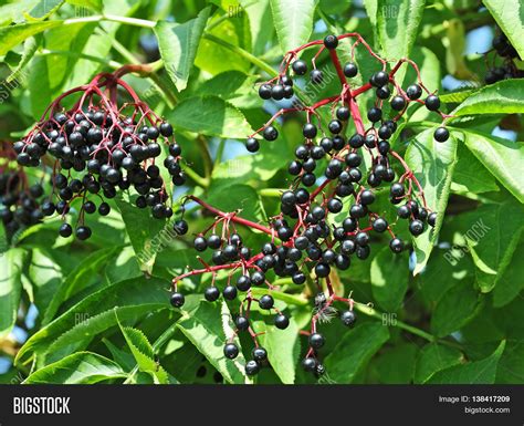 Some Ripe Elderberry Image And Photo Free Trial Bigstock