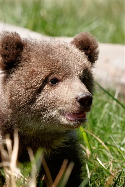 Portrait Of Grizzly Bear Cub Stock Image Image Of Sitting Arctos