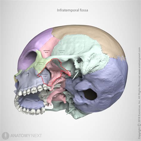 Infratemporal Fossa Anatomy Bones Anatomy Images Face Anatomy