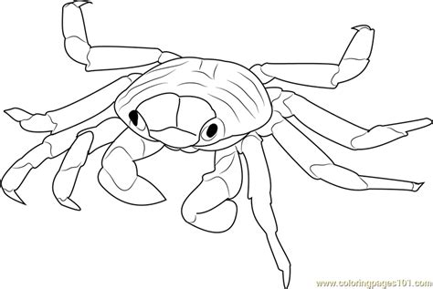 The crab spends most of its time underwater looking for food. Sally Lightfoot Crab Coloring Page - Free Crab Coloring ...