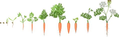 Carrot Growing Stages — Bustling Nest