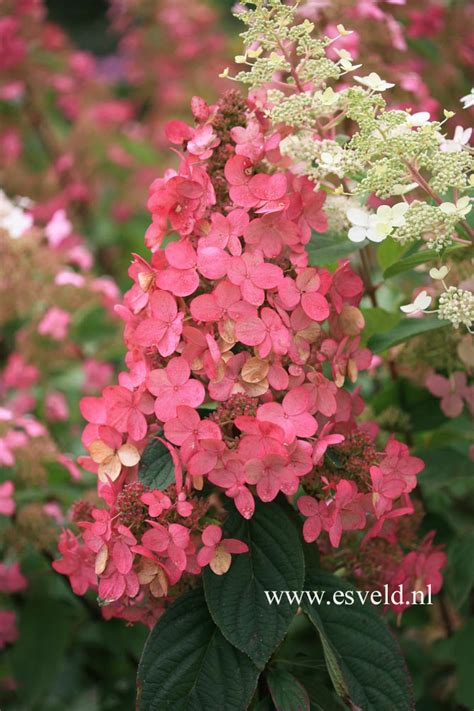 Plant profile of hydrangea paniculata 'pink diamond' on gardenersworld.com. Pictures and description of Hydrangea paniculata Pink ...