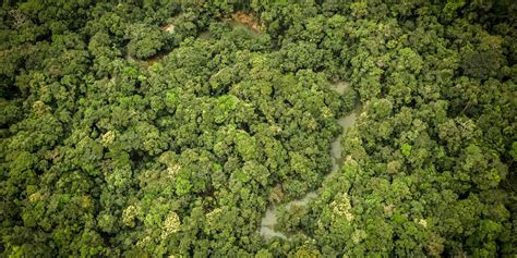 How To Help Save The Amazon Rainforest Soupcrazy1