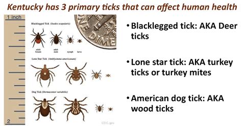Ticks Thrive In Kentucky Climate And Habitats