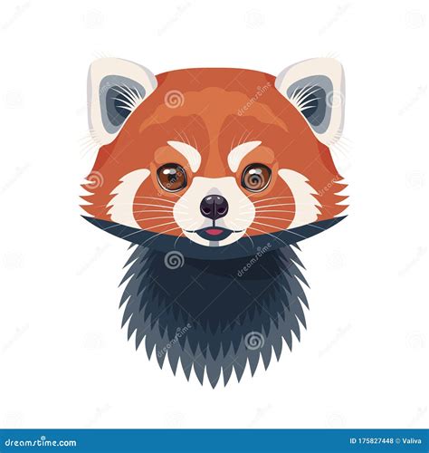 Funny Red Panda Portrait On White Stock Vector Illustration Of