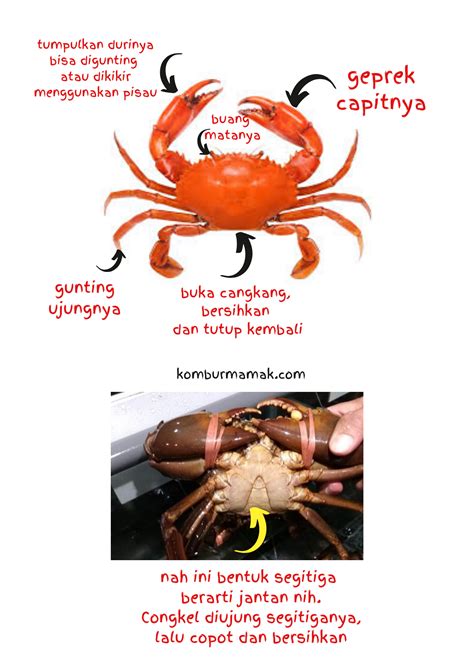 Memasak Kepiting dan Cara Membersihkannya - Happy Mommy ...