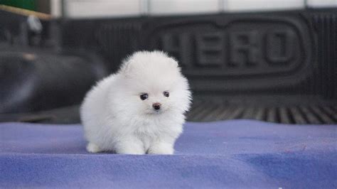The term teacup puppy is usually an advertising gimmick to try and sell smaller than standard size puppies. Husky Pomeranian Teacup Dogs - cuteanimals