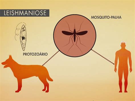 Você Sabe O Que é A Leishmaniose Site Astral Saúde Ambiental