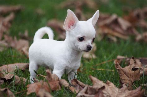 Chihuahua Puppies For Adoption Pets Rehoming Dubai City