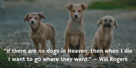 Funny meme funny in 2020 | funny dog videos, losing a pet. Dog Gone: 20 Inspirational Quotes About Losing a Dog ...
