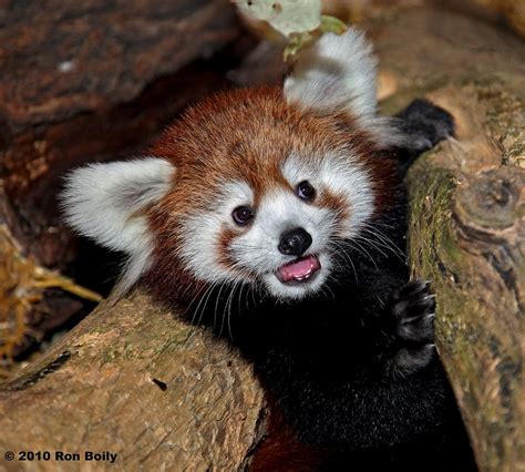 Baby Red Panda By Ron Boily