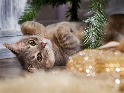 Jan 04, 2017 · cats are extremely independent creatures, so they're pretty capable of taking care of themselves. How Do Cats Survive Winter? 27 Cat-tastic Tips You'll Love ...