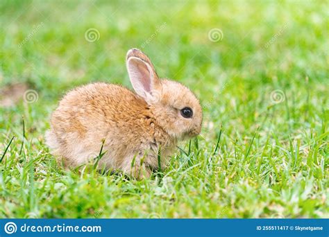 A Cute Baby Rabbit Was Running And Biting The Grass In The Yard