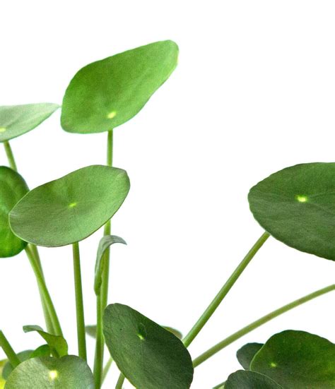 Never imagined there were so many varieties of both cactus and succulents. Why are the leaves on my Pilea turning yellow? - Bloomscape