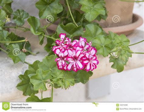 White And Red Geranium Blooms In A Pot Southern Italy Stock Photo